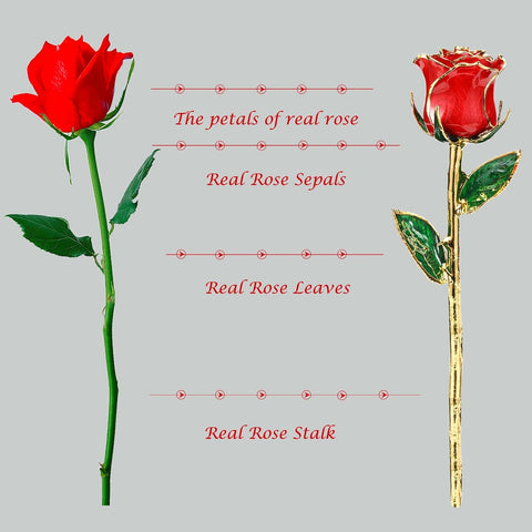 Red - Gold Dipped Real Rose with Stand