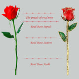 Red - Gold Dipped Real Rose with Stand